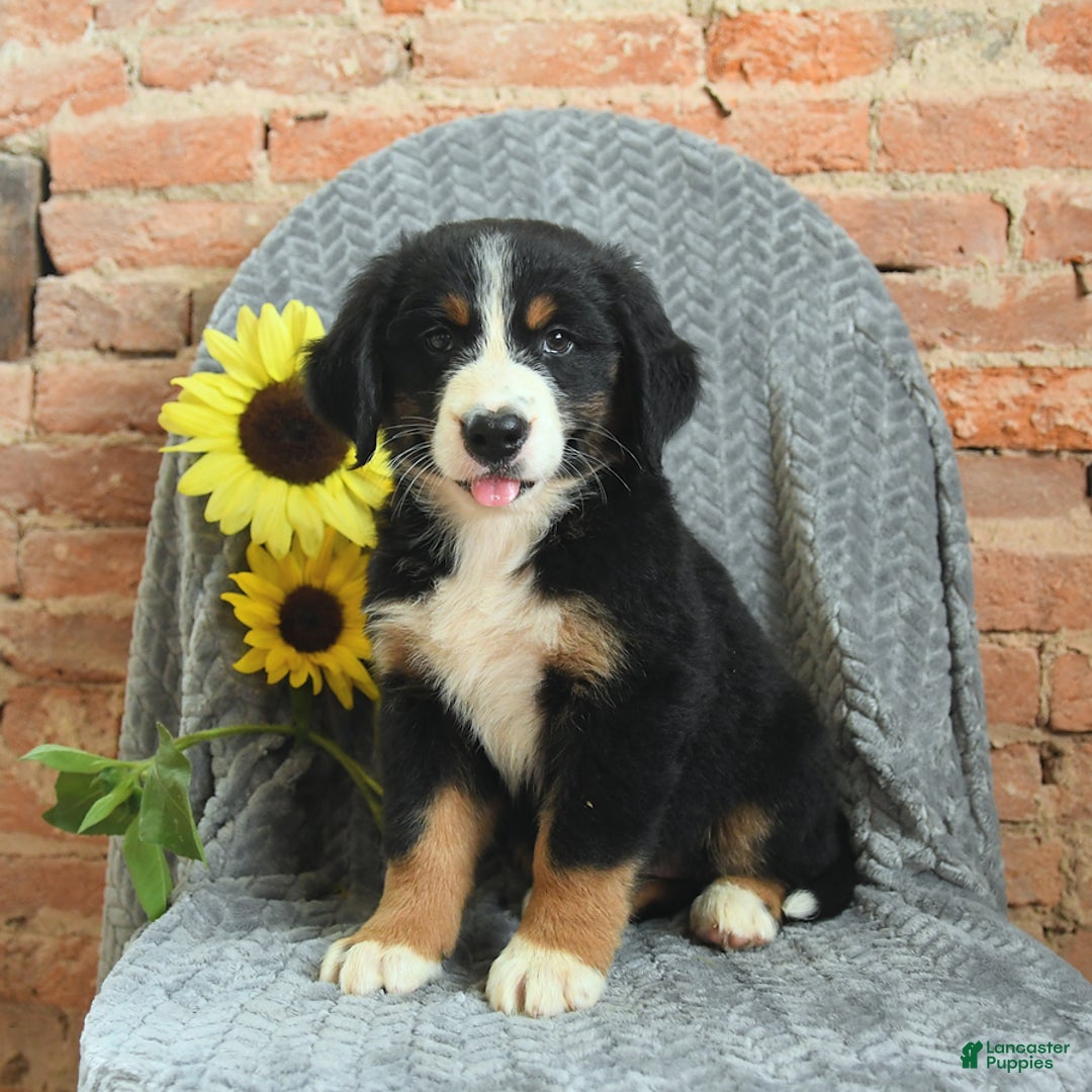 Greater Swiss Mountain Dog dogs for sale: Reba - Image 1