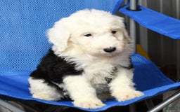 Sheepadoodle dogs for sale: Daisy - Image 7