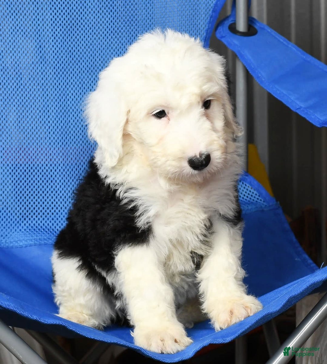 Sheepadoodle dogs for sale: Daisy - Image 7