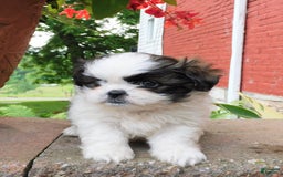 Shih Tzu dogs for sale: Mocha - Image 1