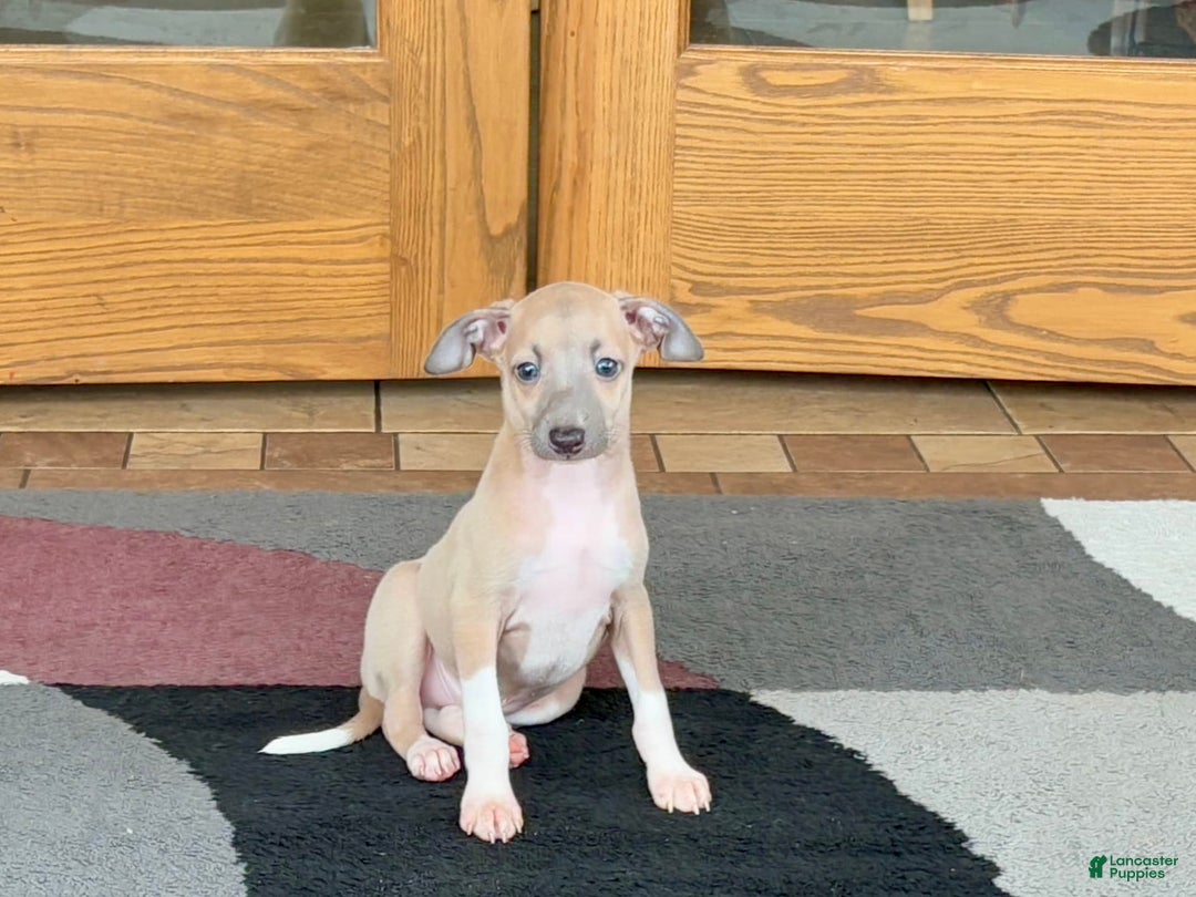 Italian Greyhound dogs for sale: Noah - Image 5