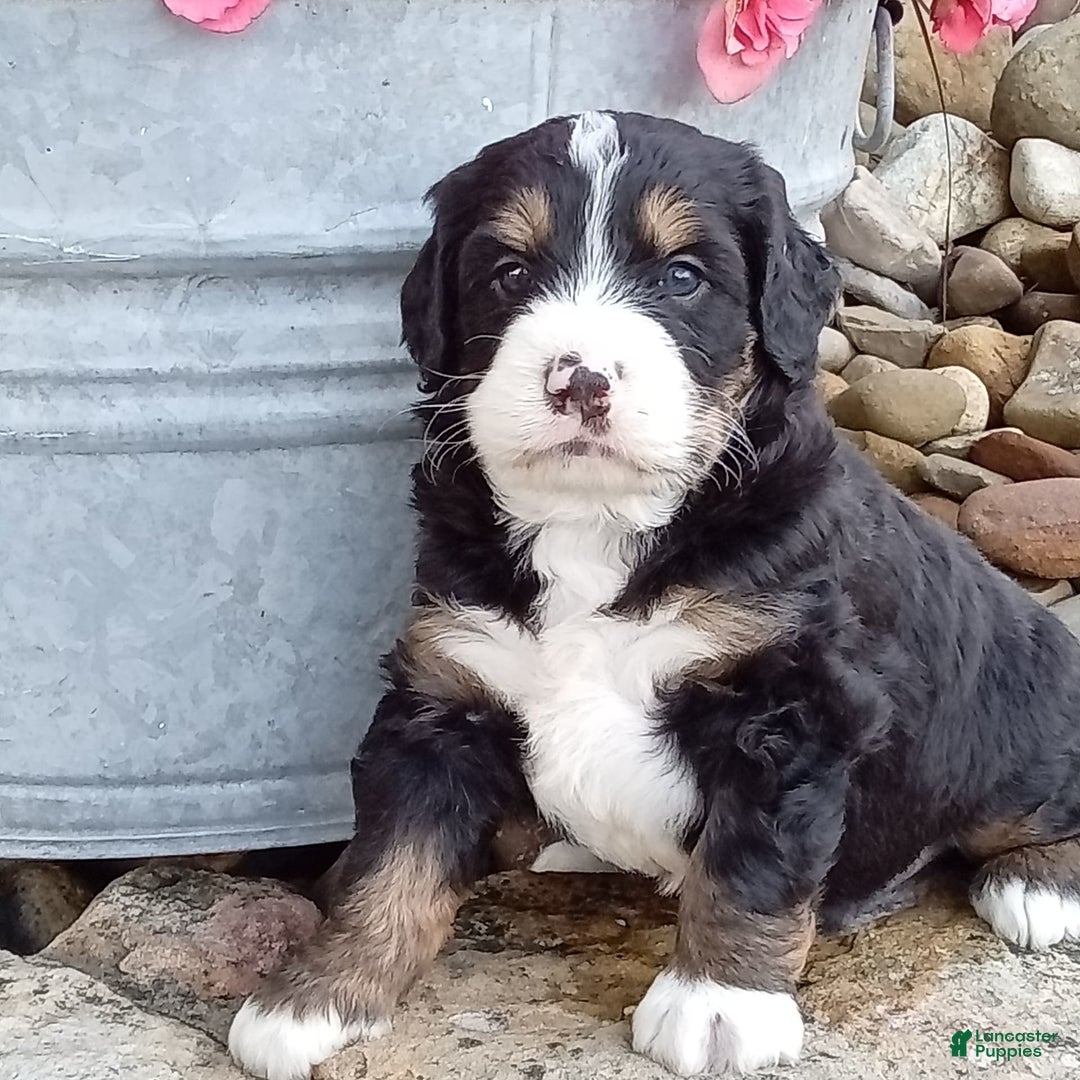 Mini Bernedoodle dogs for sale: Shiloh - Image 18