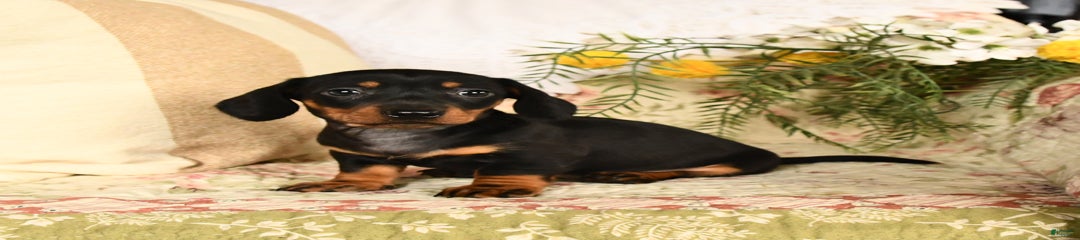 Roscoe