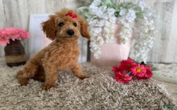 Toy Poodle dogs for sale: Cloey - Image 8