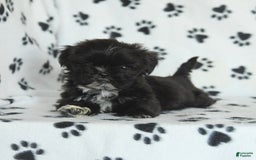 Shih Tzu dogs for sale: Fido - Image 10