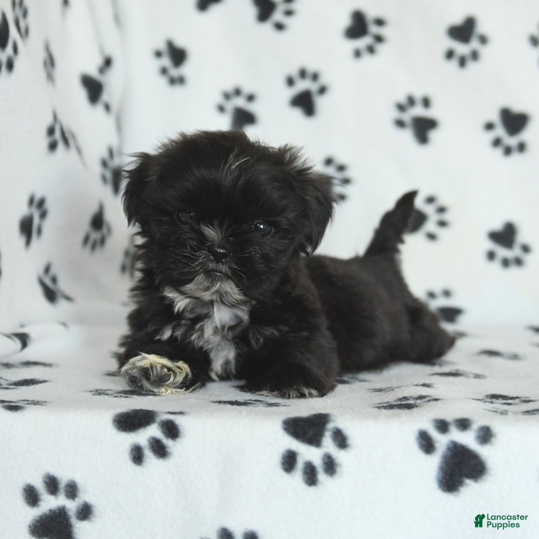 Shih Tzu dogs for sale: Fido - Image 10