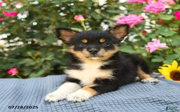 Smooth Fox Terrier dogs for sale: Ora - Image 2