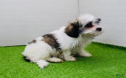 Malshi dogs for sale: Lucky - Image 7