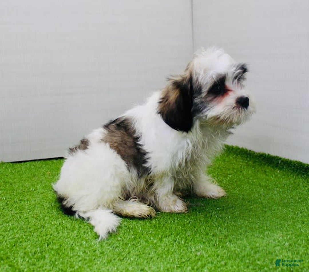 Malshi dogs for sale: Lucky - Image 7