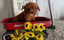 Cavapoo dogs for sale: Javin - Image 4