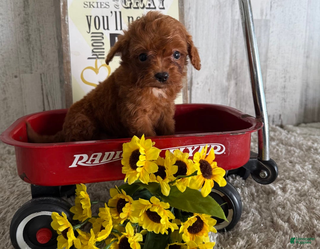 Cavapoo dogs for sale: Javin - Image 4