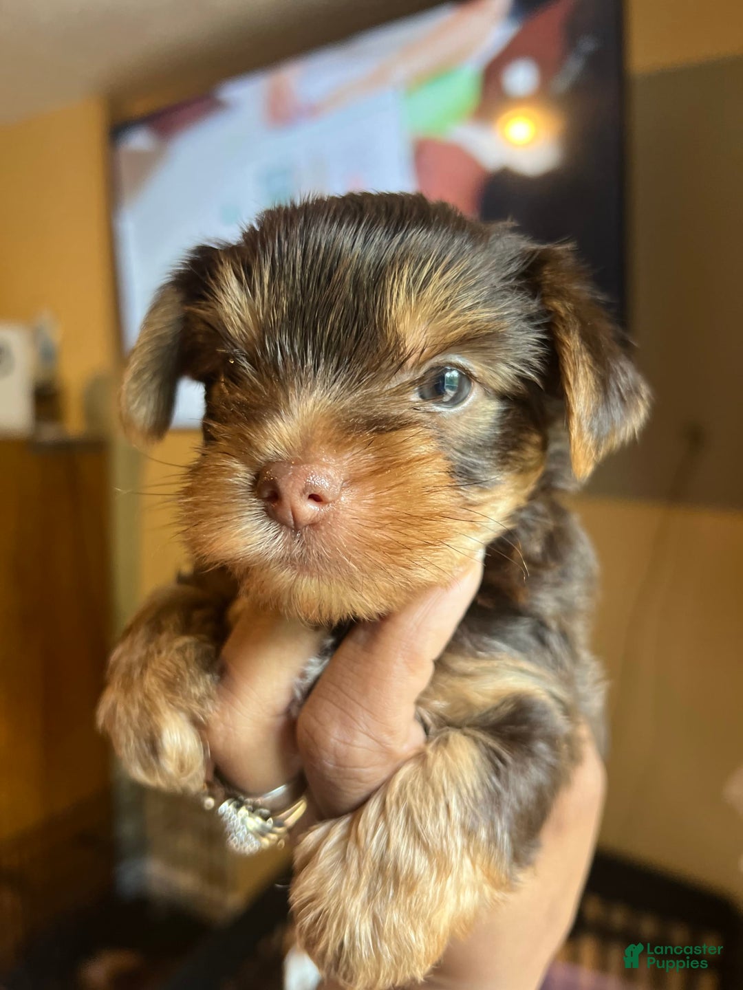 Yorkshire Terrier dogs for sale: Ella - Image 2