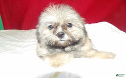 Teddy Bear dogs for sale: bruiser - Image 2