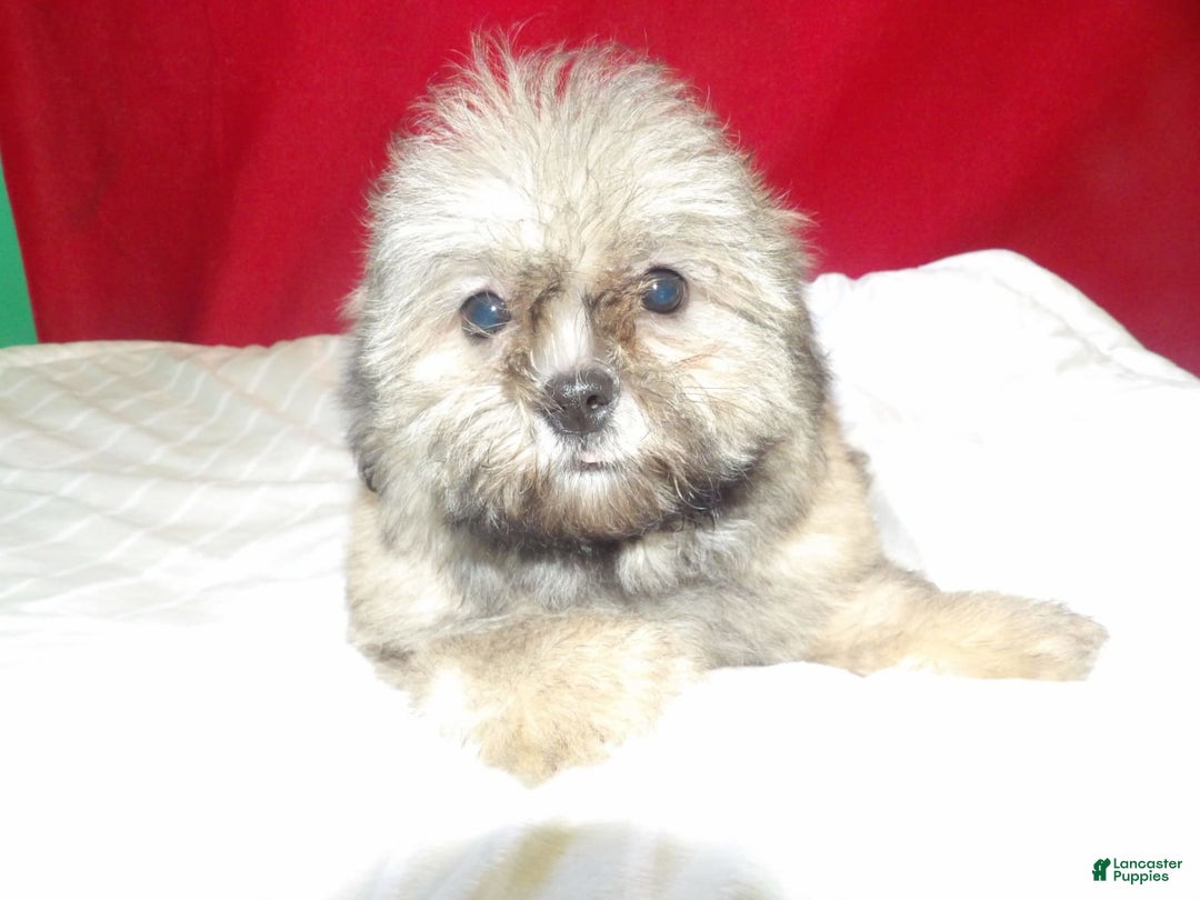 Teddy Bear dogs for sale: bruiser - Image 2