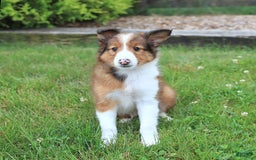 Shetland Sheepdog dogs for sale: Ricky - Image 2