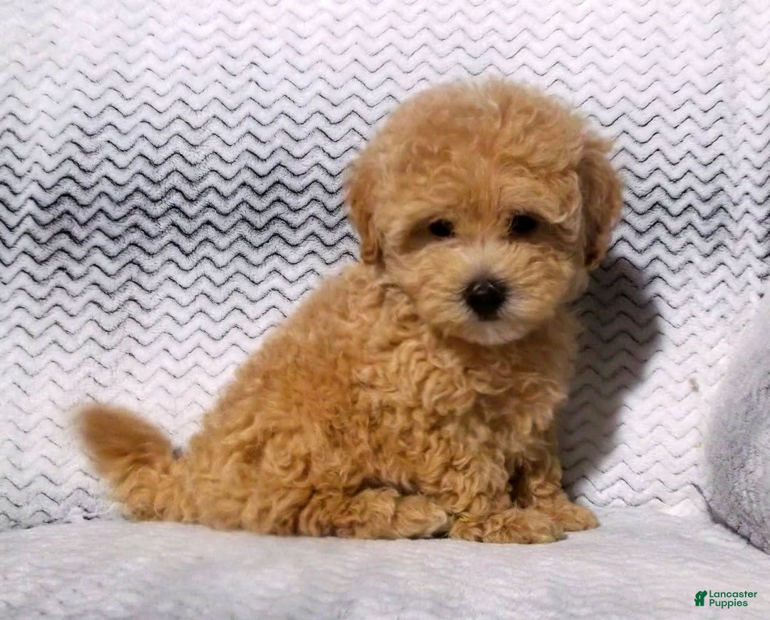 Maltipoo dogs for sale: Brady - Image 3