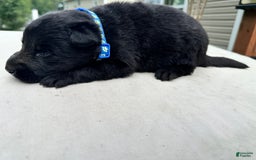 German Shepherd dogs for sale: Solid Black Blue Collar - Image 1