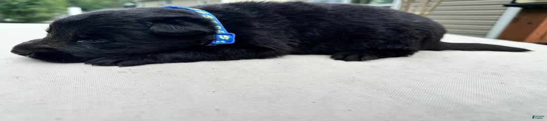 Solid Black Blue Collar