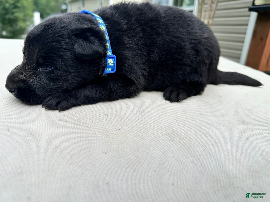 German Shepherd dogs for sale: Solid Black Blue Collar - Image 1