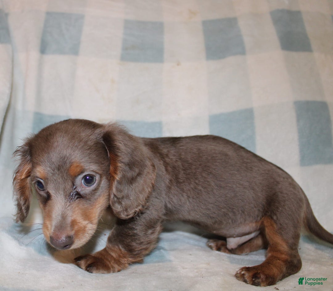 Miniature Dachshund dogs for sale: Bingo - Image 1
