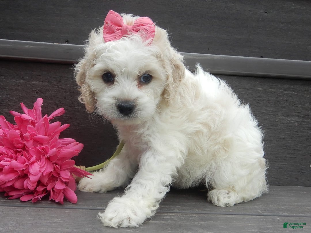 Cockapoo dogs for sale: Scarlet - Image 14