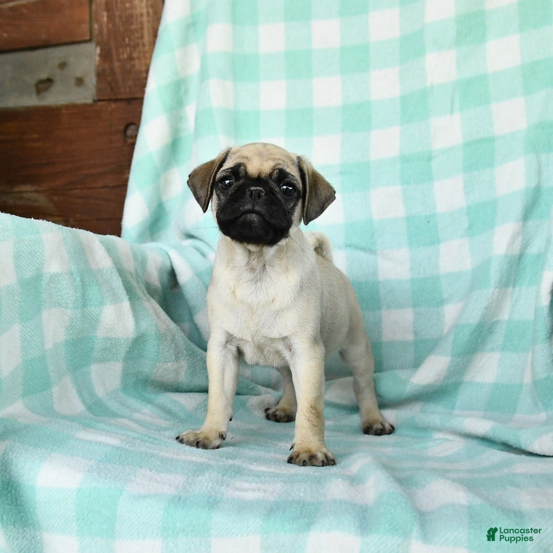 Pug dogs for sale: Nugget - Image 4