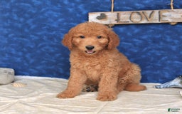 Goldendoodle dogs for sale: Lassie - Image 4