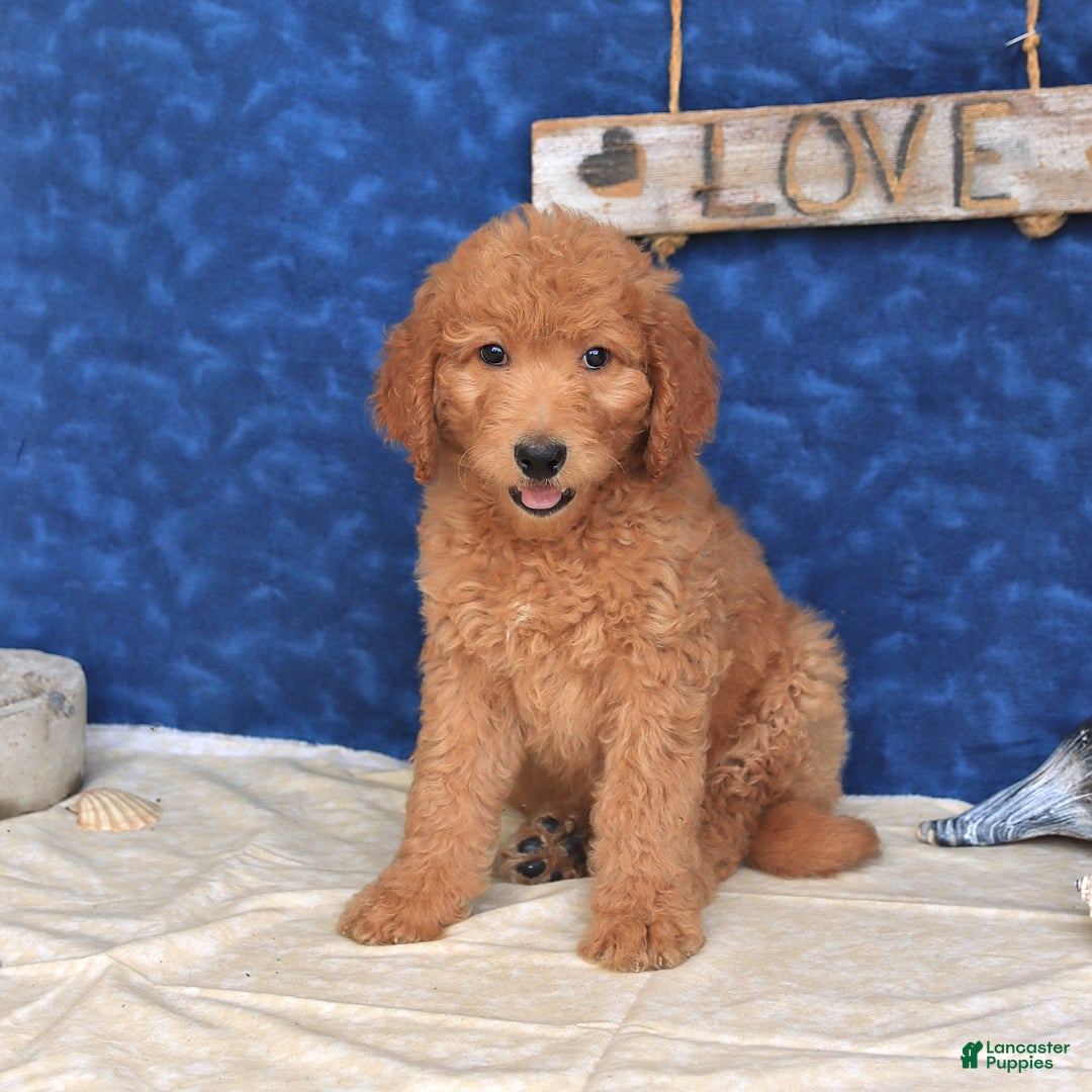 Goldendoodle dogs for sale: Lassie - Image 4