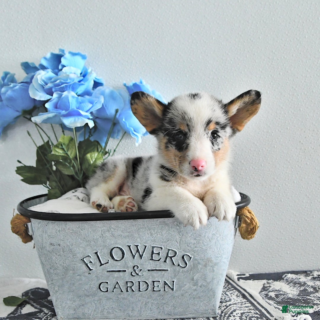 Welsh Corgi Pembroke dogs for sale: Burny - Image 3