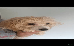 Miniature Poodle dogs for sale: Prissy - Image 1