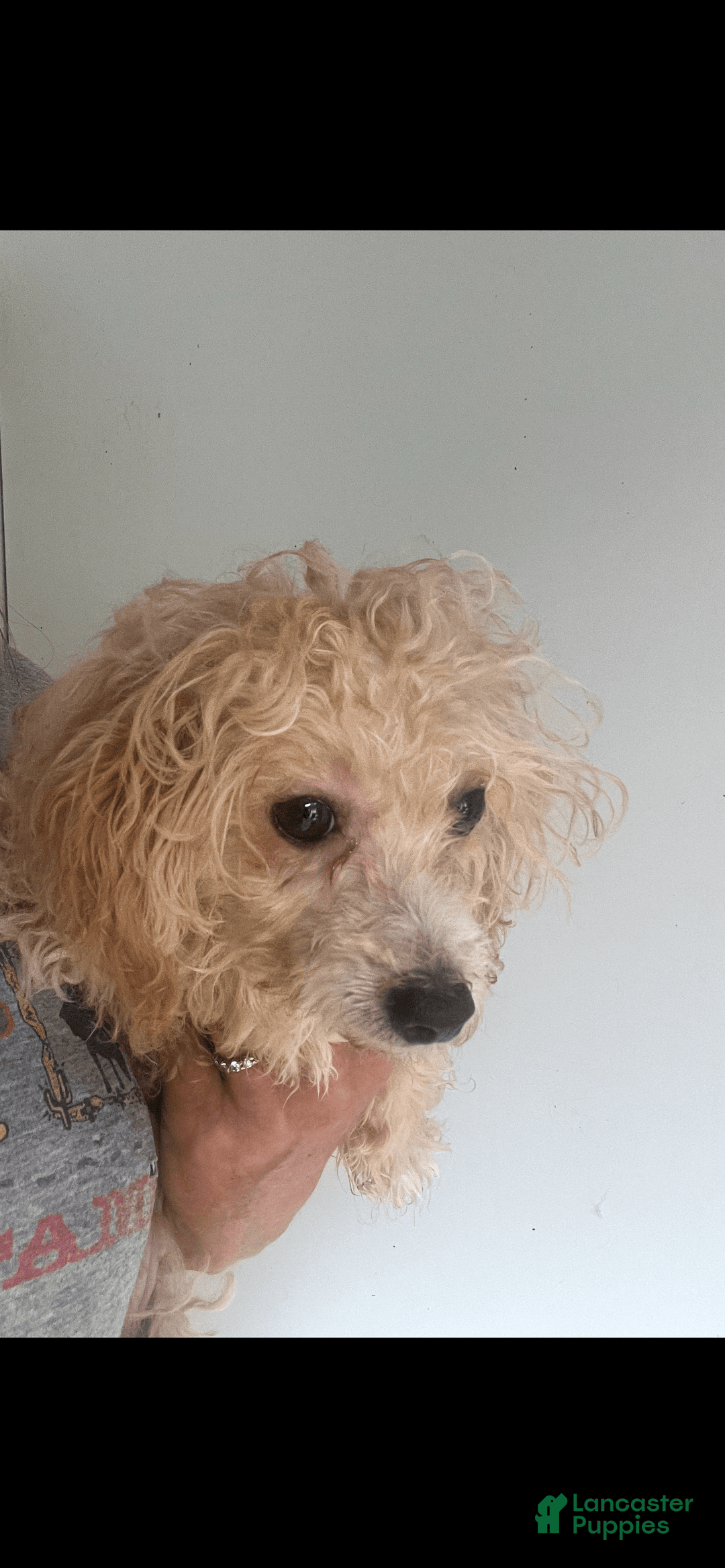 Miniature Poodle dogs for sale: Prissy - Image 1
