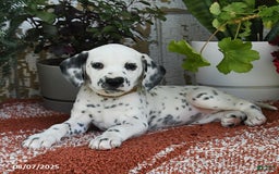 Dalmatian dogs for sale: Dalmatian 12 puppies - Image 16