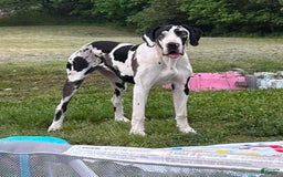 Great Dane dogs for sale: Sally Akc Harlequin - Image 17