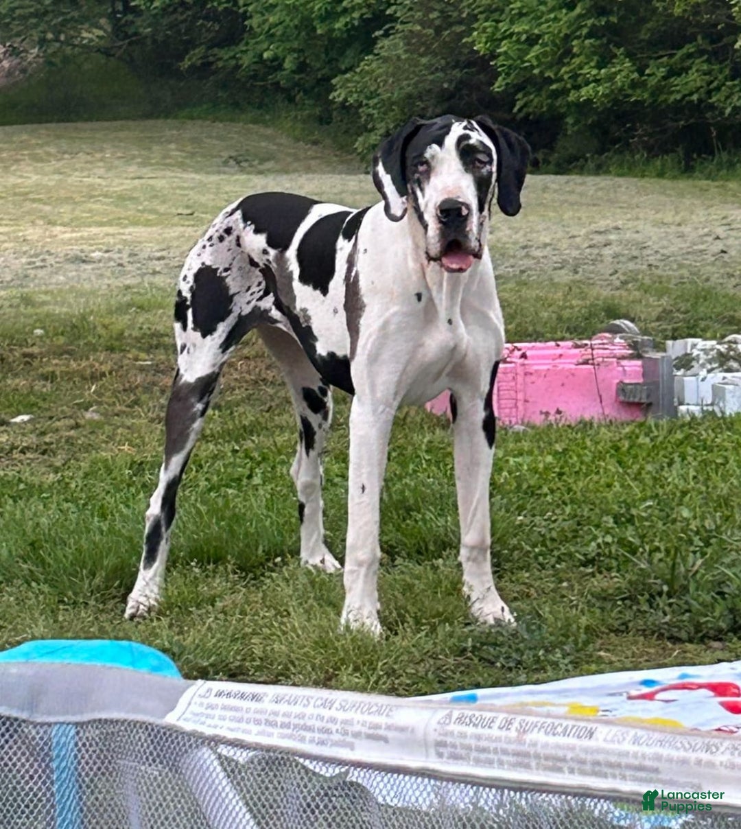 Great Dane dogs for sale: Sally Akc Harlequin - Image 17