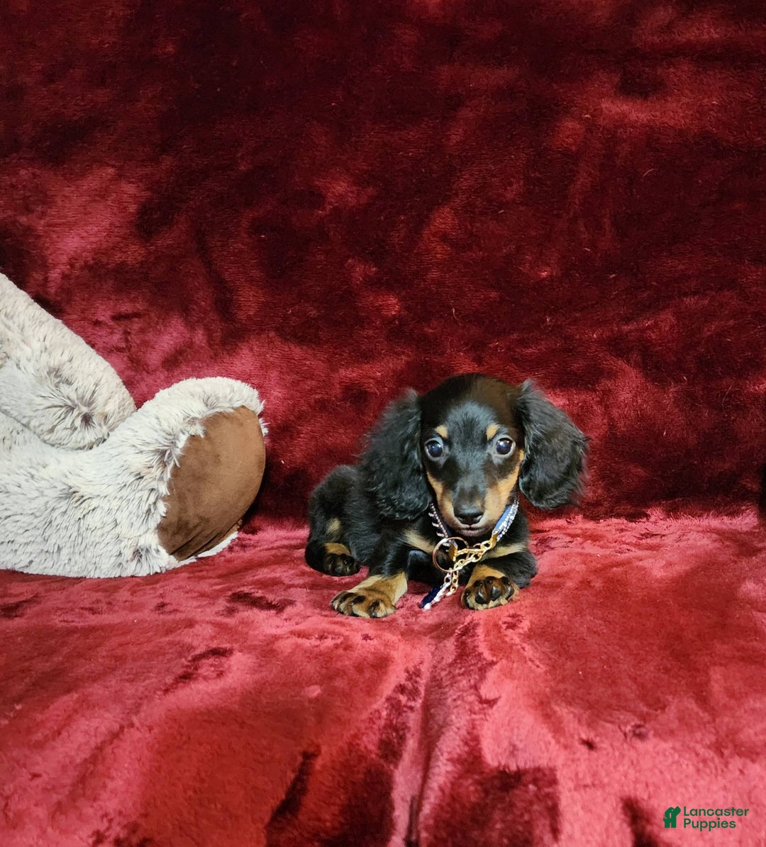 Miniature Dachshund dogs for sale: RYDER - Image 7