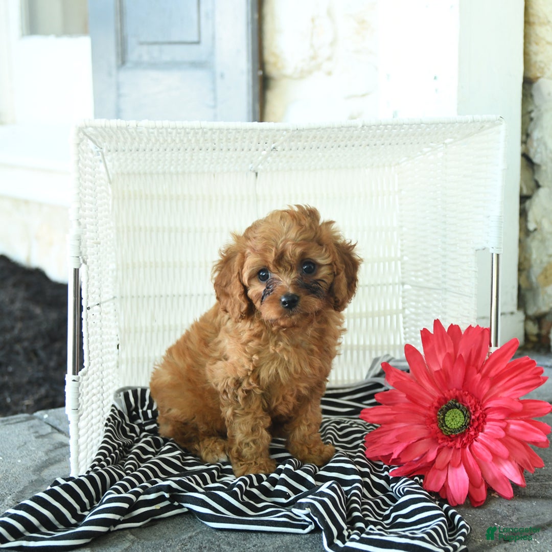 Cavapoo dogs for sale: Nick - Image 3