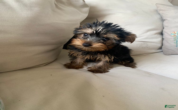 Yorkshire Terrier dogs for sale - Ad 1