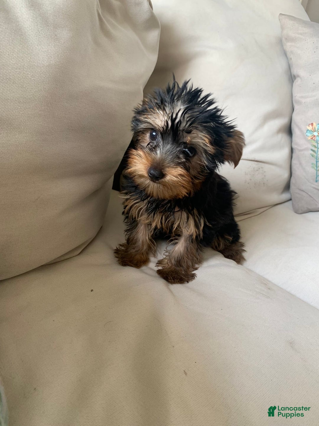 Yorkshire Terrier dogs for sale: Nala - Image 1