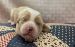 Cockapoo dogs for sale: Rebel - Image 11