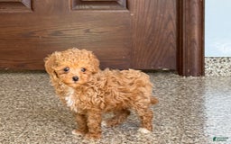 Maltipoo dogs for sale: Jordan - Image 5