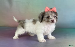 Toy Poodle dogs for sale: Precious Dna Clear - Image 7