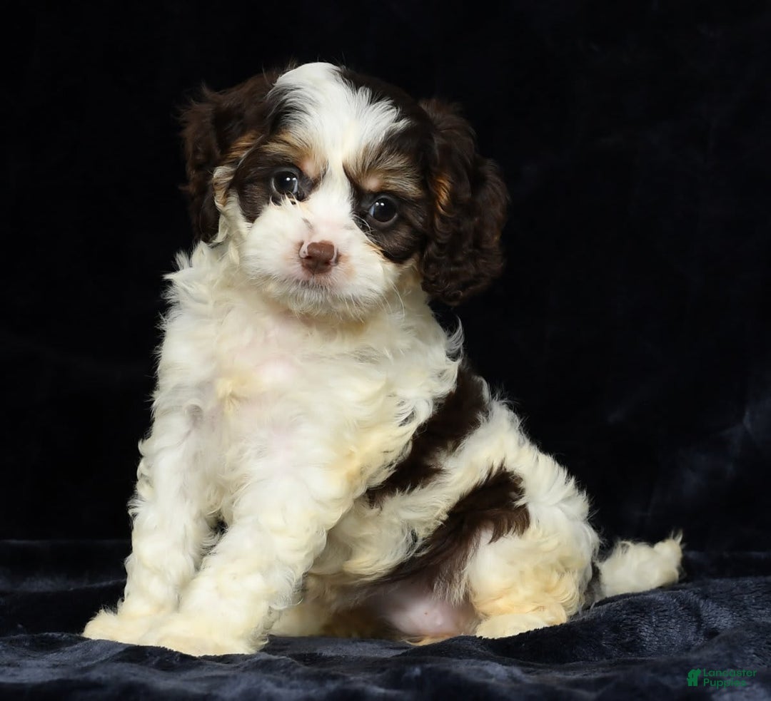 Cavapoo dogs for sale: Jenna - Image 7