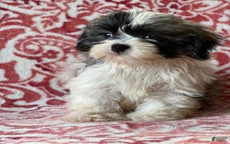 Shih Tzu dogs for sale: Denise - Image 2