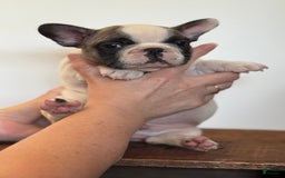 French Bulldog dogs for sale: Sebastian - Image 1