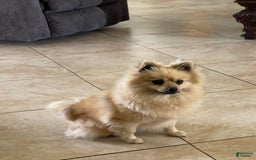 Pomeranian dogs for sale: Frankie - Image 4