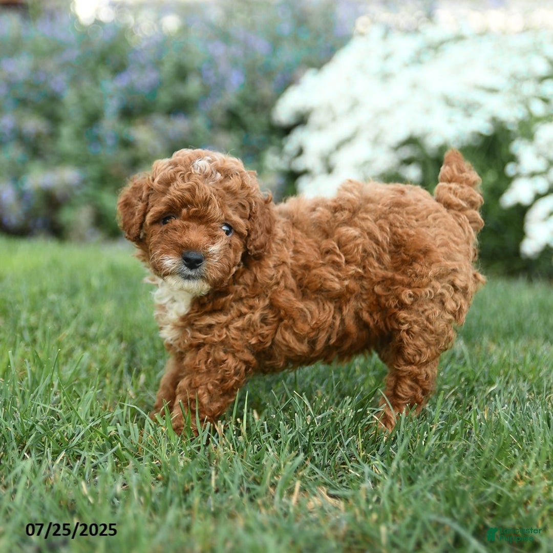 Toy Poodle dogs for sale: Espresso - Image 2