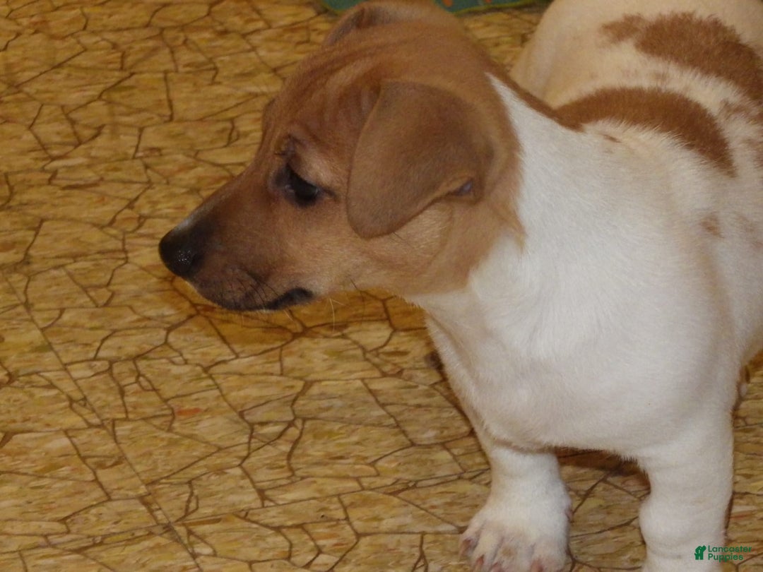 Jack Russell Terrier dogs for sale: Foster - Image 5