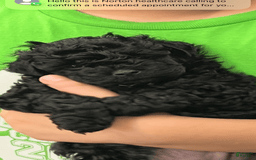 Miniature Poodle dogs for sale: Sonic - Image 5