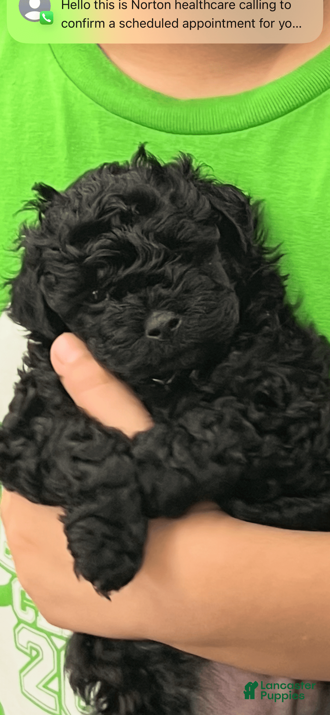 Miniature Poodle dogs for sale: Sonic - Image 5