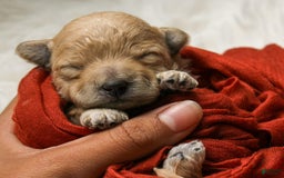 Maltipoo dogs for sale: Teddy - Image 1